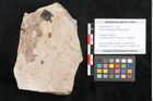 Foto (Objekt + Etikett) von Hypnum sagorianum Ettingshausen (NHMW-GEO-2024-0188-6741)